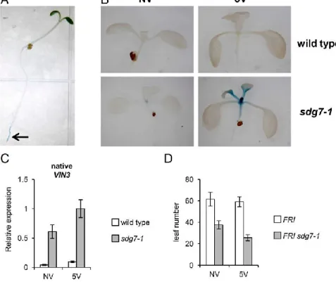 Fig. 1.  Loss of SDG7 results in increased VIN3 ex-  pression  and  more  rapid  flowering