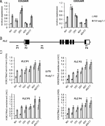 Fig. 4.  Loss of SDG7 results in increased levels of lncRNAs and increased H3K27me3 density without cold exposure