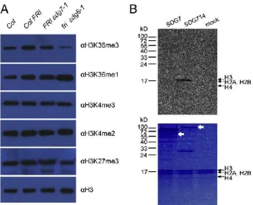Fig.  5. SDG7  does  not  affect  global  histone  modifications  and  lacks  de-  tectable  HMTase  activity