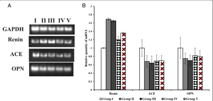 Figure 7 Gene expression analysis using semi-quantitative RT-PCR. (A) Semi – quantitative RT-PCR for quantification of renin, ACE and OPN mRNA in respective rats kidney tissue