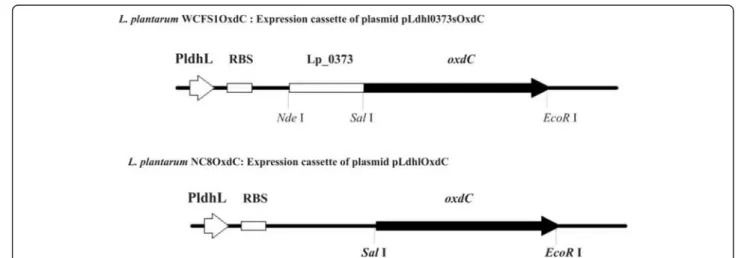 Figure 1 Schematic representation of expression cassettes of recombinant plasmids. L. plantarum WCFS1OxdC represents the recombinant strain harboring the plasmid pLdhl0373OxdC for extracellular expression of OxdC; L