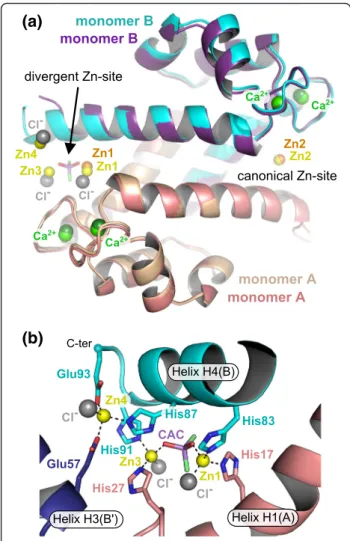 Fig. 2 The atypical (Zn) 2 -cacodylate complex present in crystal form 2 induces the formation of new Zn-sites