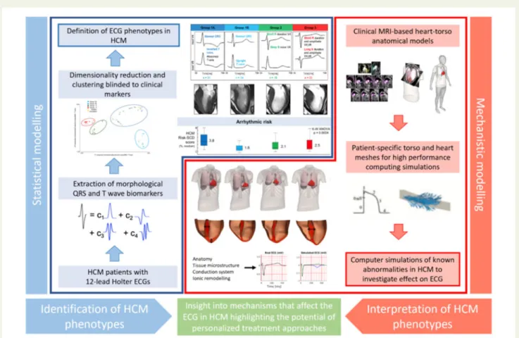 Figure 4 Synergy between mechanistic and statistical models in the definition of electrocardiogram (ECG) biomarkers for the management of hypertrophic cardiomyopathy