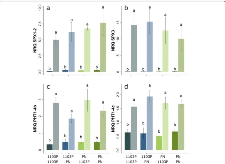 Fig. 1 Expression of selected phosphate starvation induced genes in the root tips of grafted grapevine after 28 d of either high or low phosphate treatment (dark or light bars respectively)