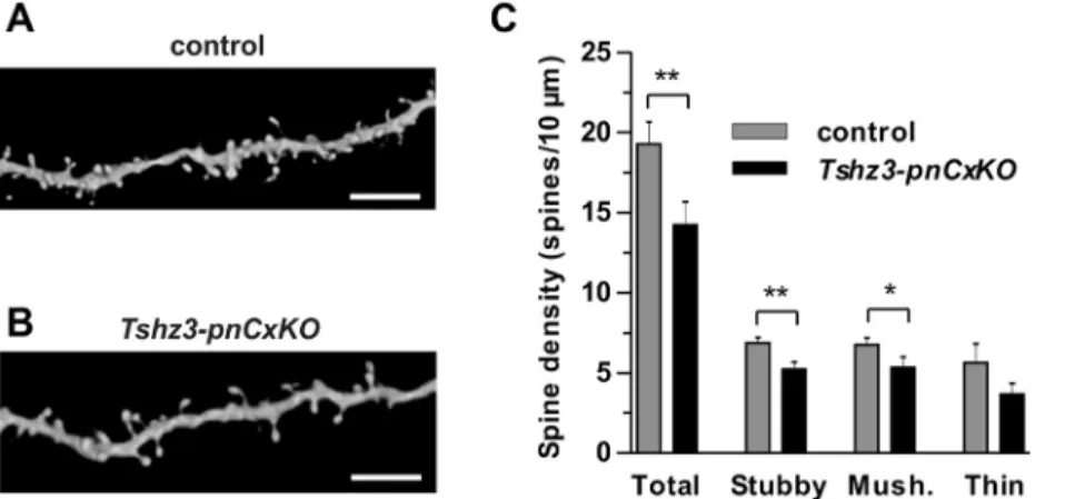 Figure 1. Reduced spine density in conditional mutant mice with postnatal loss of Tshz3 in the cortex (Tshz3-pnCxKO)