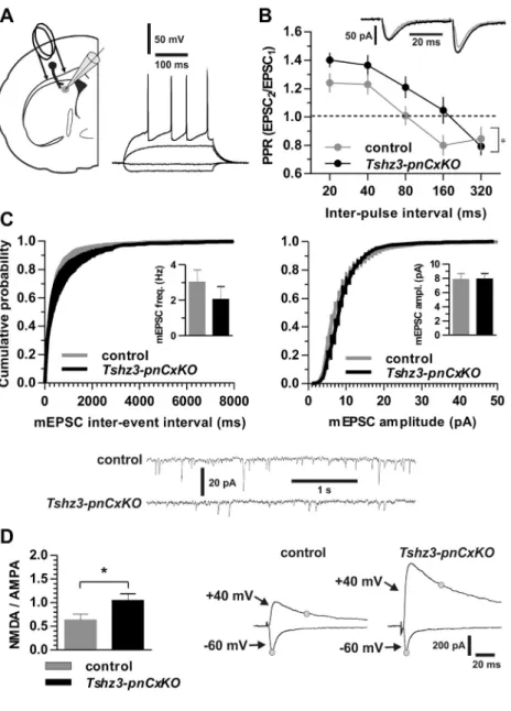 Figure 4. Corticostriatal synaptic transmission.
