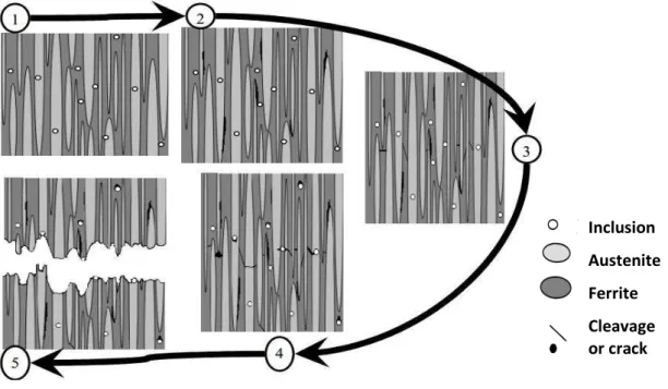 Figure 1.10 Proposition for the process of ductile damage in duplex steels [Le Joncour 11]