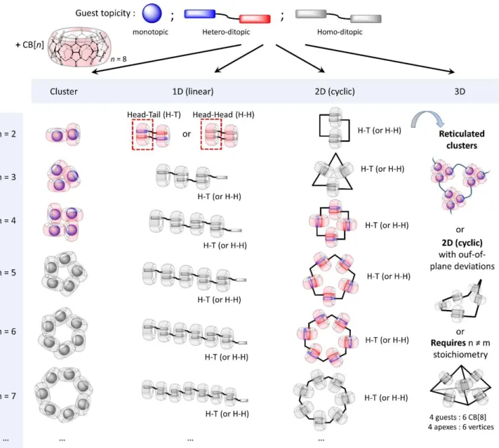 Figure  1.  Groups  of  oligomeric  assemblies  comprising  an  identical  number  “n”  of  cucurbituril  hosts  and  guests  (example  with  CB[8])