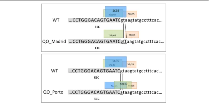 Figure 3 Schematic representation of the region E1C-Intron 1C containing the mutations QO Porto and QO Madrid 