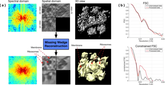 Figure 11: Experimental sub-tomogram ( 46 × 46 × 46 voxels) containing ribosomes attached to a membrane (dataset C)