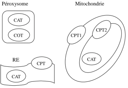 Figure 3: Localisation des carnitine acyl-transférases mises en évidence chez les animaux et CAT CAT CPT CPT1 CPT2 CAT COT 