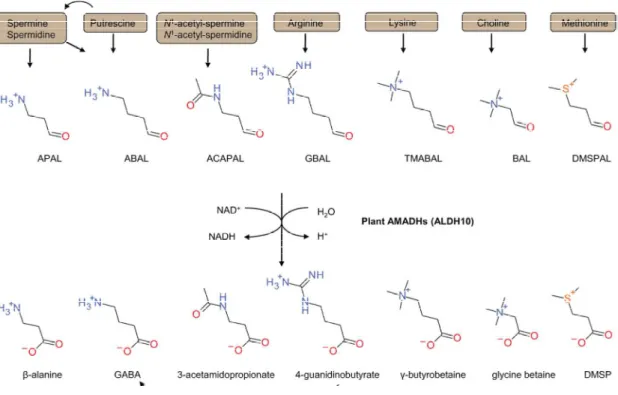 Figure  19:  Substrats  naturels  potentiellement  oxydés  par  les  membres  de  la  famille  des  ALDH10 de plantes (ou AMADH) (Kopecny et al., 2013)