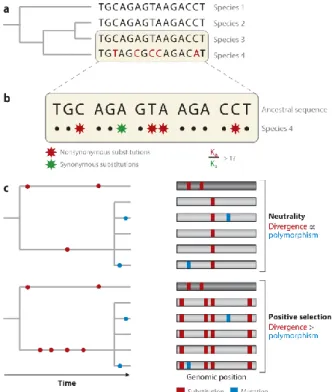 Figure 1.11 Methods for detecting selection at the macro-evolutionary level (adapted from Vitti et al