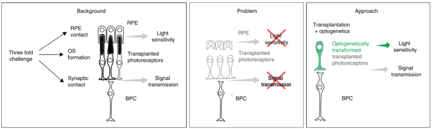 Fig. 6 Schematic illustrating the three-fold challenge in photoreceptor cell replacement