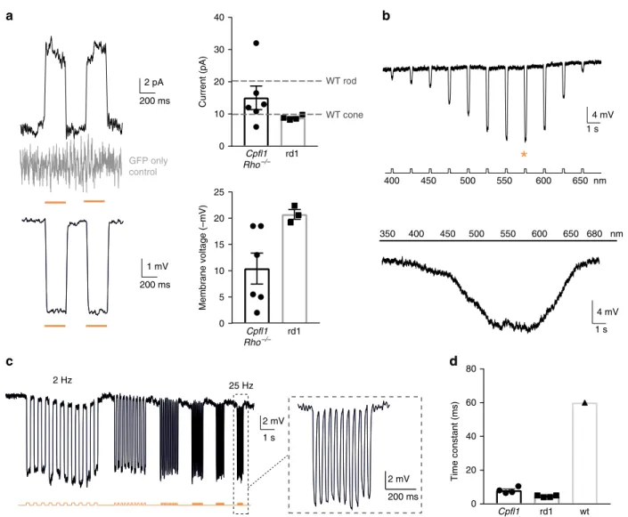Fig. 1 Transplanted photoreceptor precursors, expressing NpHR, integrate into the retina of blind mice