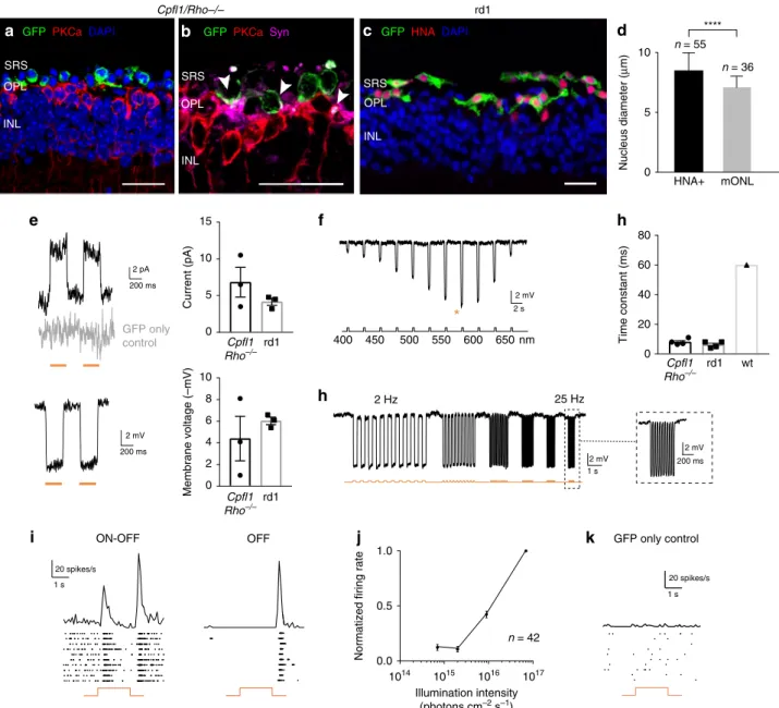 Fig. 5 hiPSC-derived photoreceptors display Jaws-induced light responses that are transmitted to RGCs