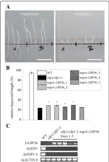 Fig. 6 Impact of heterologous LiLBP36 expression on postgerminative growth in A. thaliana sdp1/sdp1-L seedlings.