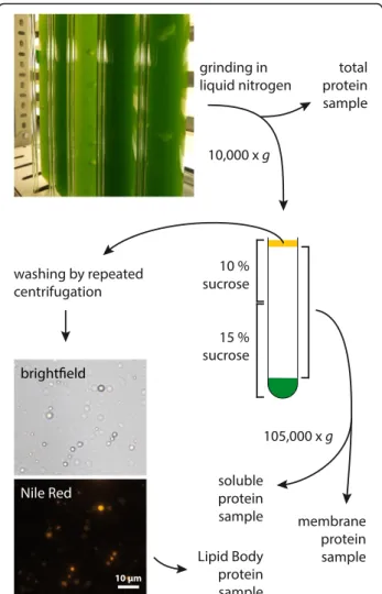 Fig. 1 Overview of the cell fractionation procedure to obtain LBs and control samples from nitrogen-starved L