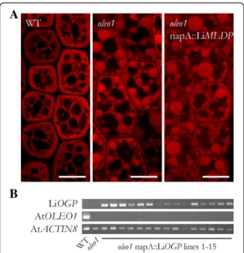 Fig. 3 Heterologous expression of LiMLDP in the A. thaliana oleo1 mutant background. a Confocal laser scanning microscope images of LBs in the hypocotyls of isolated embryos are shown