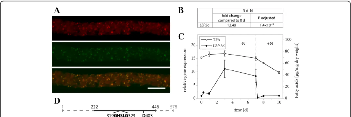 Fig. 5 Properties of LiLBP36. a Subcellular localization of LiLBP36-mVenus in N. tabacum pollen tubes