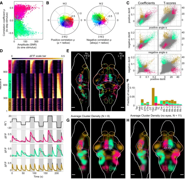 Figure 5. Functional Brain-wide Neuronal Response to Dynamic Vestibular Step Stimulation, Paralyzed Fish