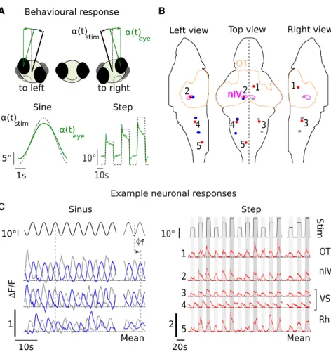 Figure 3. Behavioral and Neuronal Response to Sinusoidal and Stepwise Dynamic  Vestib-ular Stimulation
