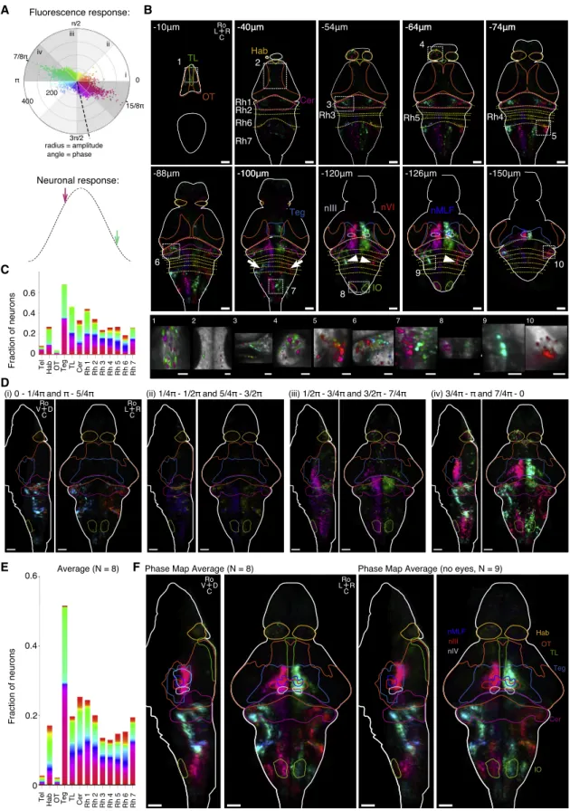 Figure 4. Phase Maps of Functional Brain-wide Response to Sinusoidal Vestibular Rolling Stimulation, Paralyzed Fish