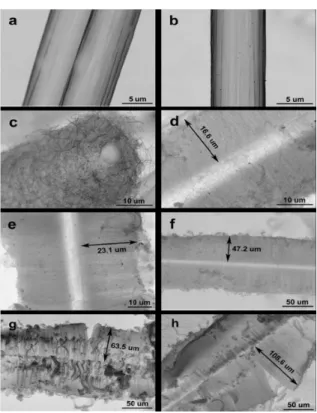 Fig. 1.18 SEM images of unsized carbon fibers (a) before and (b) after the surface treatment,  and carbon fibers grafted by (c) entangled MWCNTs (sample 1) and (d–h) aligned MWCNTs  (samples 2–6) with different length controlled by the growth time