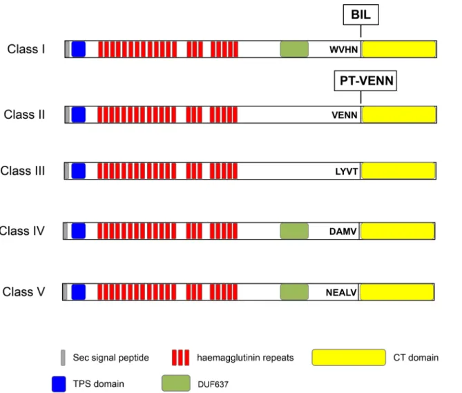 Fig 7. Representative CdiA proteins of each class of pre-toxin motif. The signal peptide (SP) is a sequence potentially recognized by the sec machinery and cleaved during the export through the inner membrane