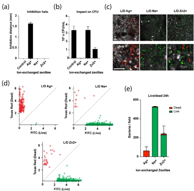 Figure 7. Antimicrobial activity of ion-exchanged zeolites. (a) Inhibition distances of E