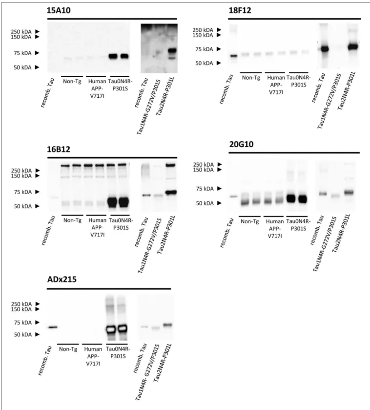 FIGURE 4 | Biochemical validation of the novel mAbs in transgenic mouse brain extracts
