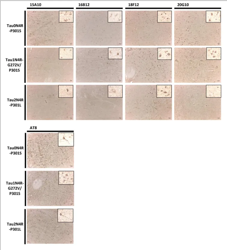 FIGURE 7 | Immunohistochemistry in transgenic mouse brain stem sections. Pictures represent immunohistochemical stainings performed using mAbs 15A10, 16B12, 18F12, and 20G10 on the brain stem of Tau0N4R-P301S, Tau1N4R-G272V/P301S, and Tau2N4R-P301L transge