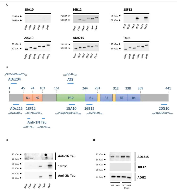 FIGURE 2 | Characterization of the novel mAbs in E. coli and in yeast. (A) Western blot analysis of different bacterial recombinant proteins representing the six different splicing isoforms of Tau