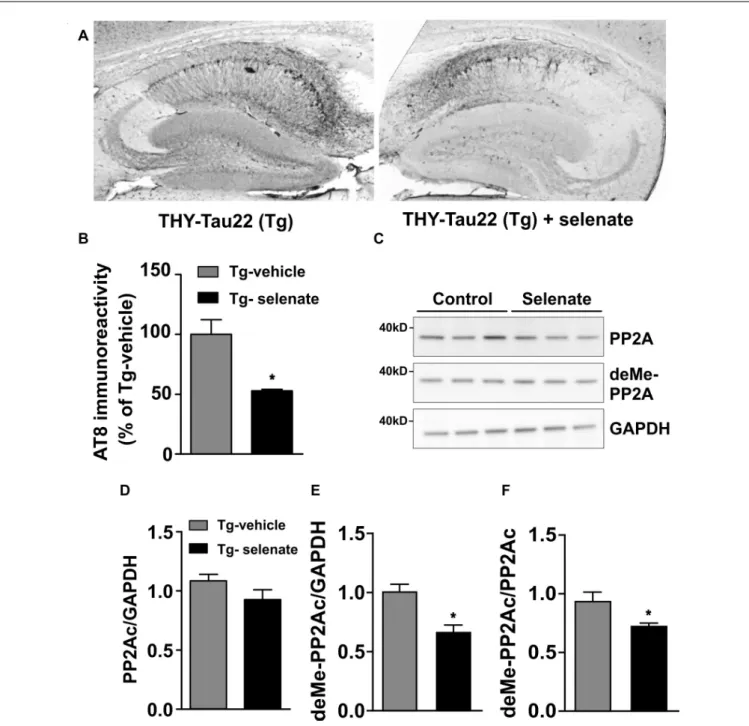 FIGURE 6 | Selenate reduces AT8 immunoreactivity and antagonizes PP2A-demethylation in Tg mice