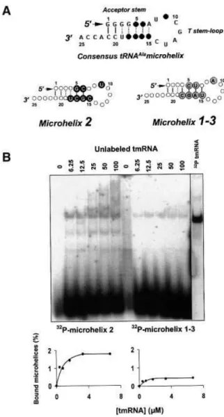 Table I). For both synthetic tRNA Ala1 and tRNA Ala3 , dissociation constants are also equivalent but higher than their corresponding microhelices (1.2 mM; Table I)