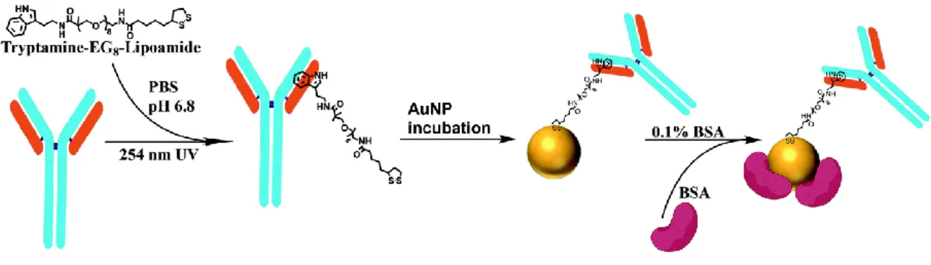 Figure 17 : Indole derivative used for UV-NBS method and conjugation scheme adapted from  ref