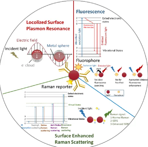 Figure  21 :  Optical  properties  of  AuNPs:  Localized  Surface  Plasmon  Resonance  (LSPR),  Surface Enhanced Raman Scattering (SERS) and fluorescence enhancement and quenching