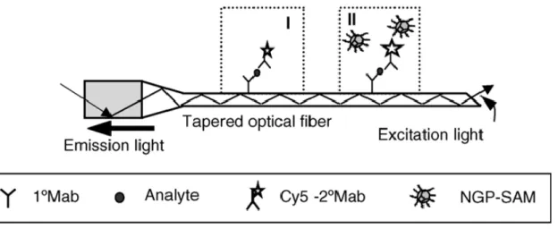 Figure  27 :  Schematic  diagram  of  fluorescence  measurement  in  biosensor:  (I)  regular  immunosensing  with  fluorophore-labeled  antibody;  (II)  immunosensing  using  AuNPs  as  fluorescence enhancer
