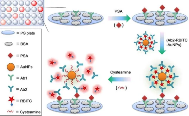 Figure  28 :  Schematic  illustration  of  dequenching  (recovery)  of  fluorescent  dyes