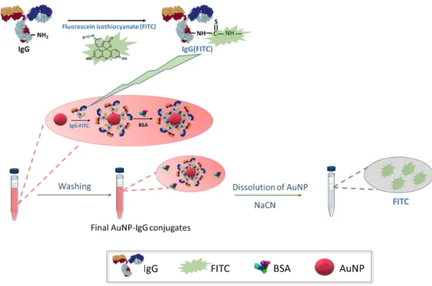 Figure  II:  Schematic  illustration  of  the  direct  quantification  of  antibody  surface  coverage: 