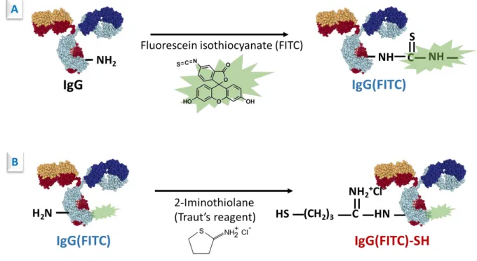 Figure 2 : Schematic illustration of chemical modification of IgG: A. FITC labeling of IgG; B