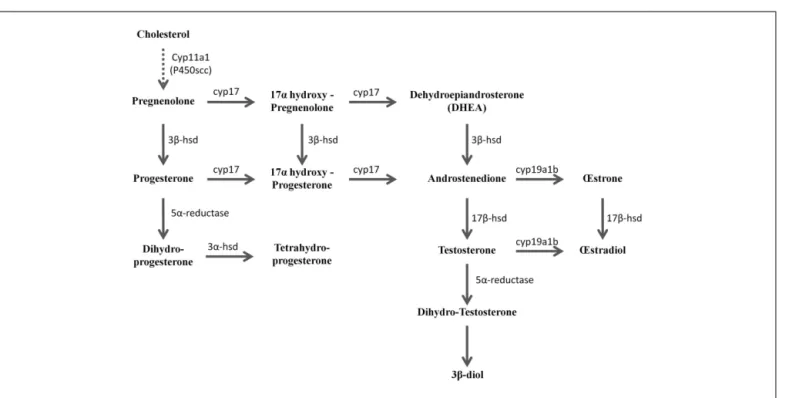 FIGURE 2 | Active biosynthetic pathways of neurosteroid formation in the brain of adult zebrafish (Reproduced from Diotel et al., 2011a with the kind permission of John Wiley &amp; Sons Ltd.)