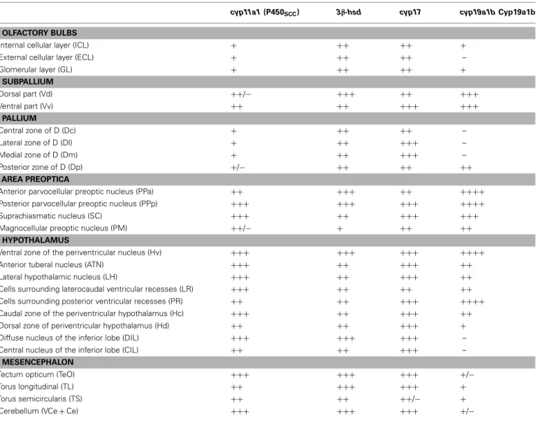 Table 1 | Distribution and relative abundance of cyp11a1, 3 β -hsd, cyp17, and cyp19a1b mRNAs in the brain of adult zebrafish.