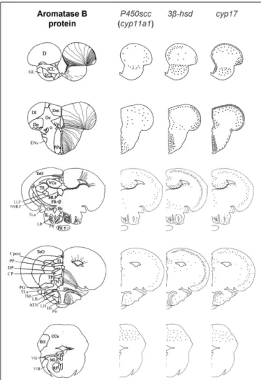 FIGURE 3 | Schematic distribution of cyp11a1, 3 β -hsd, and cyp17 mRNA-expressing cells in representative sections taken from the zebrafish brain atlas (adapted from Wullimann et al., 1996)
