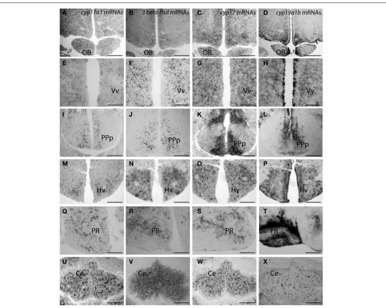 FIGURE 4 | Distribution of cyp11a1 (P450SCC), 3 β -hsd, and cyp17 transcripts in the brain of adult zebrafish