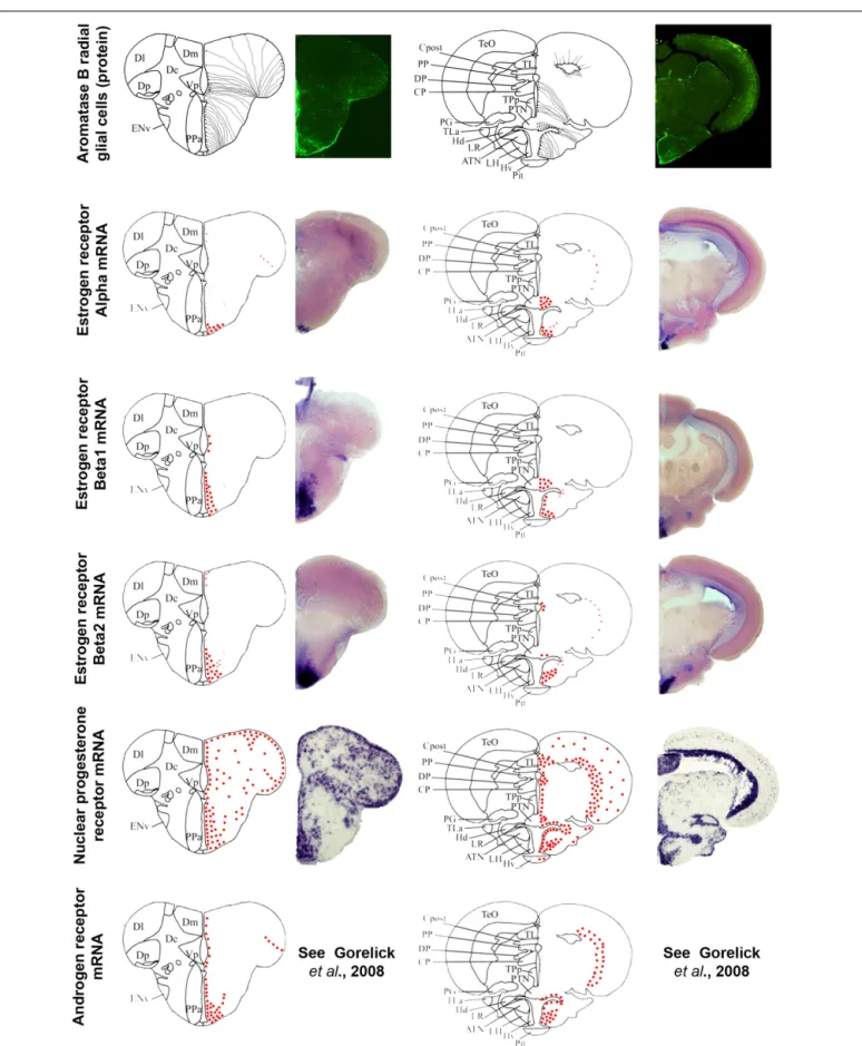 FIGURE 5 | Aromatase and estrogen, progesterone, and androgen receptors expression in the brain of adult zebrafish