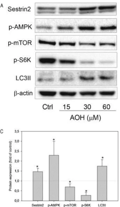 Fig.  6: AOH  induces  protein expression associated with autophagy.  Cells  were treated  with  AOH (15-60 µM) for 24 h and analyzed for Sestrin2, p-AMPK (Thr172), p-mTOR (S2448), p-S6K  (Thr389), LC3II and β-actin by Western blot (A)