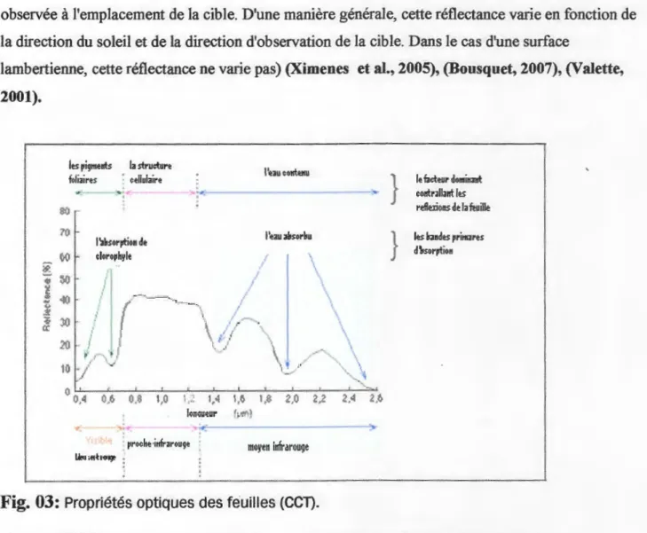 Fig. 03:  Propriétés optiques des feuilles  (Ccn. 