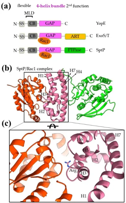 Figure 7. Bacterial structures with GAP activities. (a) Schematic comparison of domain architec- architec-ture of YopE, ExoS/T and SptP