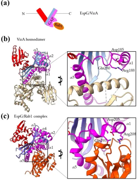 Figure 8. Bacterial structures with GAP activities. (a) Schematic representation of the domain ar- ar-chitecture of EspG/VirA family members